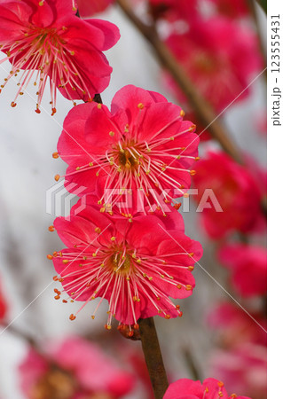 梅の花(鹿児島紅) 梅の花(鹿児島紅) 123555431