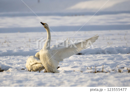 雪の中の白鳥 123555477