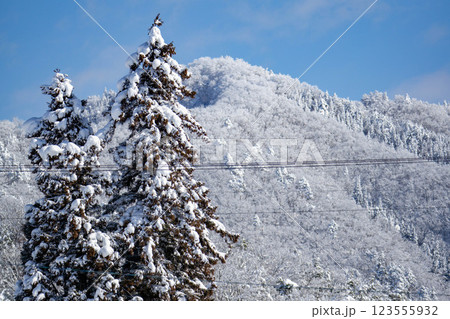 青空に映える雪山と杉 青空に映える雪山と杉 123555932