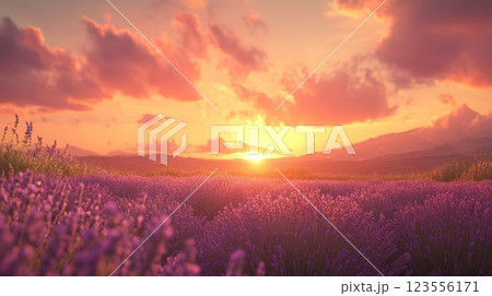 Vibrant sunset over a vast lavender field. (1) Vibrant sunset over a vast lavender field. (1) 123556171