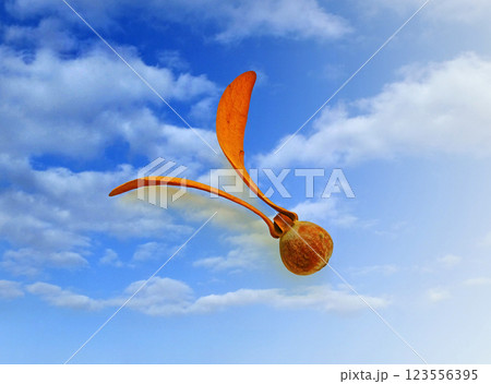 2つの翼を持つ不思議な木の実、青空をバックにしたフタバガキの実の写真 123556395