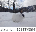 White rabbit with dark spots 123556396