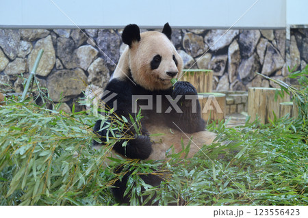 おいしそうに竹を食べる良浜 123556423