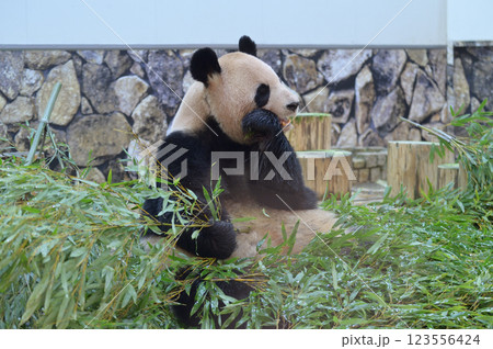 おいしそうに竹を食べる良浜 123556424