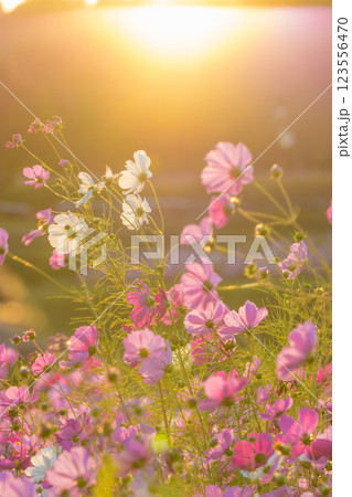 夕日とコスモス(大分県大分市) 夕日とコスモス(大分県大分市) 123556470