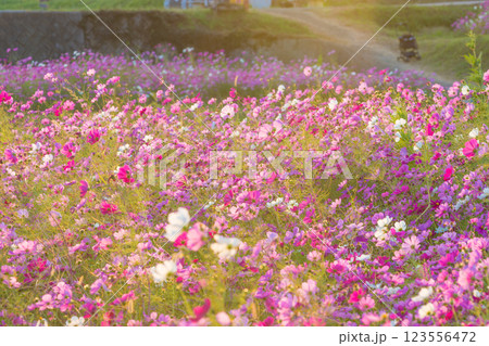 夕日とコスモス(大分県大分市) 夕日とコスモス(大分県大分市) 123556472