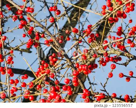 Branches with red berries, Latin name Cotoneaster Horizontalis. Winter. Close-up 123556557