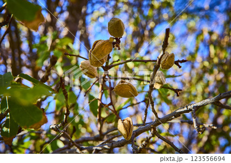 Ripe Almonds in Husks on Tree Branches with Sunlit Leafy Backdrop 123556694