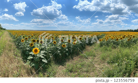 Panoramic view of a vast sunflower field under a bright sunny sky with fluffy clouds. 123556759