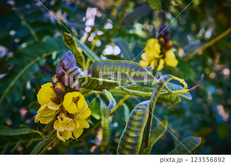 Vibrant Yellow Flower in Lush Greenery Close-Up Eye-Level View 123556892