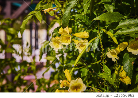 Yellow Trumpet Flowers in Lush Garden with Wooden Structure at Eye Level 123556962