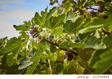Ripening Figs and Lush Leaves in Sunlight Eye-Level View 123556964