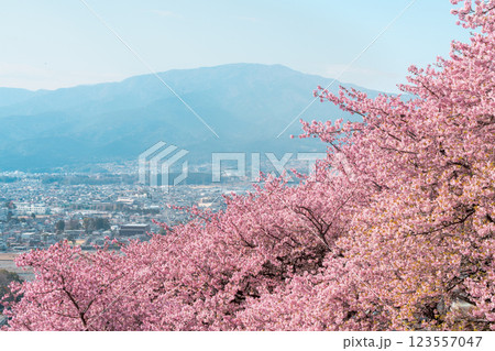 満開の西平畑公園 河津桜 満開の西平畑公園 河津桜 123557047