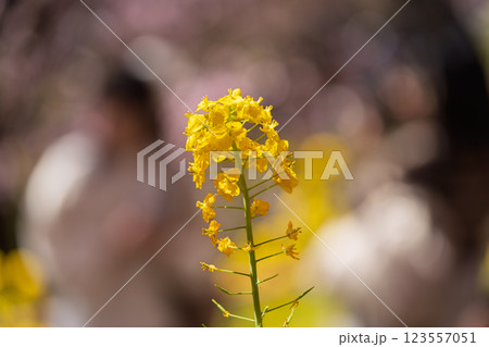満開の西平畑公園　菜の花 123557051