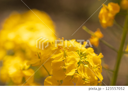 満開の西平畑公園　菜の花 123557052