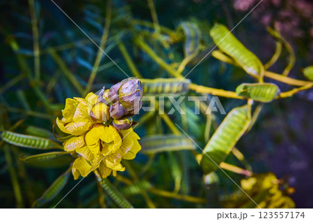 Yellow Bloom in Las Vegas Garden Eye-Level Close-Up Yellow Bloom in Las Vegas Garden Eye-Level Close-Up 123557174
