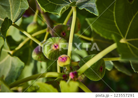Organic Figs and Lush Leaves Close Up in Bright Sunlight 123557291