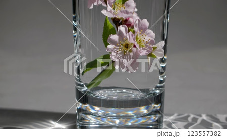 Pink cherry blossom branch in a glass casting shadows Pink cherry blossom branch in a glass casting shadows 123557382
