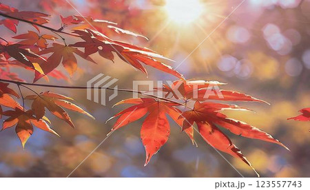 秋の陽に照らされた紅葉一眼レフ風ショット 123557743
