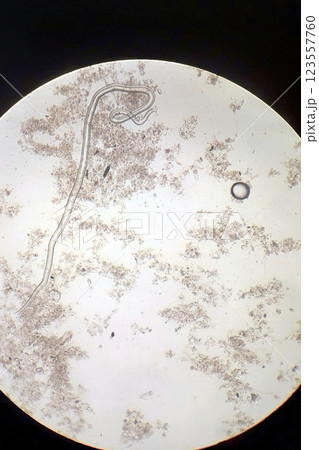 Exploring the Microbial World Through a Lens of Fascinating Worms and Their Habitat 123557760