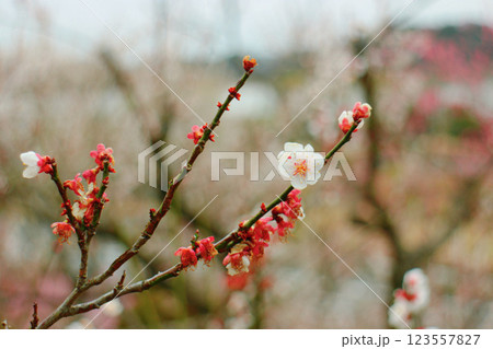 日本三名園偕楽園で咲く春を告げる梅の花 123557827