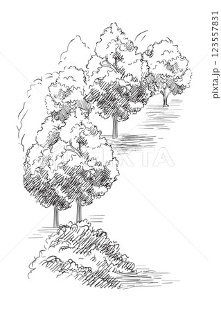 Hand drawing landscape grove vector illustration Hand drawing landscape grove vector illustration 123557831