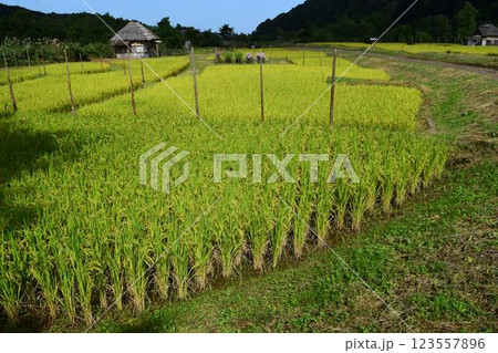 山間部の田んぼ 123557896
