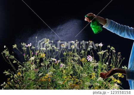 Spraying wildflowers with water mist against dark background, refreshing nature concept Spraying wildflowers with water mist against dark background, refreshing nature concept 123558158