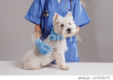 Veterinarian in blue scrubs giving a vaccine injection to a West Highland White Terrier dog in a clinic. Pet healthcare and vaccination concept. Veterinarian in blue scrubs giving a vaccine injection to a West Highland White Terrier dog in a clinic. Pet healthcare and vaccination concept. 123558171