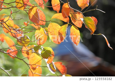 色づく ハナミズキの葉 色づく ハナミズキの葉 123558182