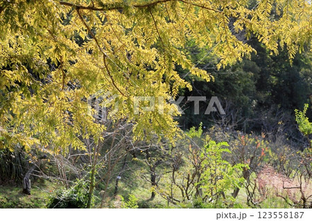 爽やか　色づく　メタセコイアの葉 123558187