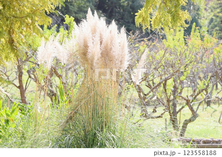 爽やか　輝　パンパスグラスの花穂 123558188