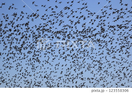 トモエガモの群飛 トモエガモの群飛 123558306