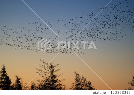 トモエガモの群飛 トモエガモの群飛 123558315