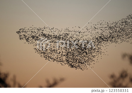 トモエガモの群飛 123558331
