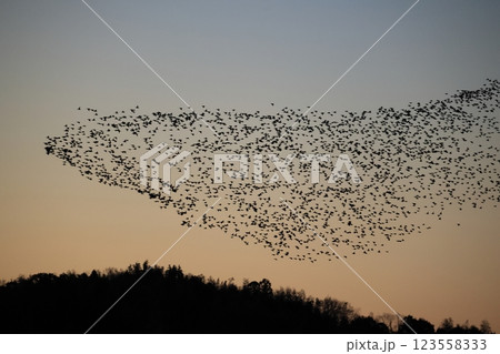 トモエガモの群飛 123558333
