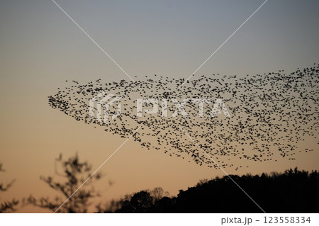 トモエガモの群飛 123558334