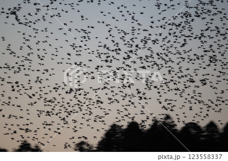 トモエガモの群飛 123558337