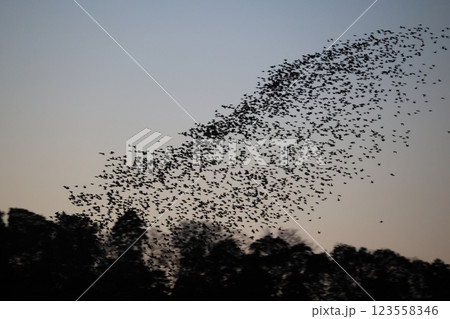 トモエガモの群飛 トモエガモの群飛 123558346