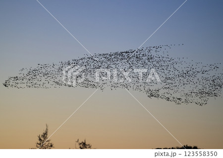 トモエガモの群飛 123558350