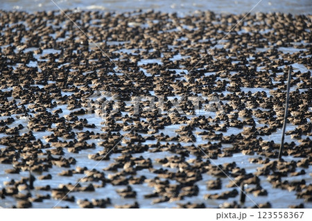 トモエガモの群飛 123558367