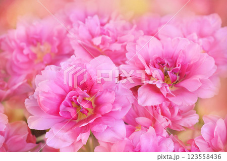 Spring blossoming pink tulips in garden, springtime bright flowers in the field, pastel and soft floral card, selective focus, shallow DOF, toned 123558436