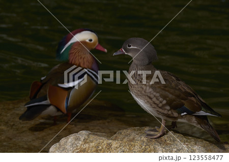 おしどり 123558477