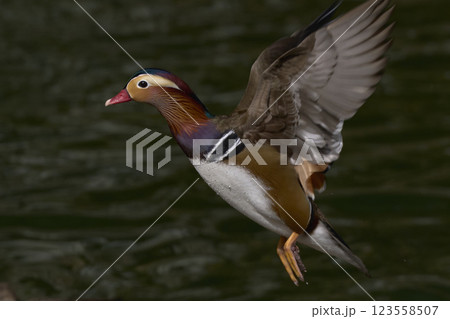 おしどり おしどり 123558507