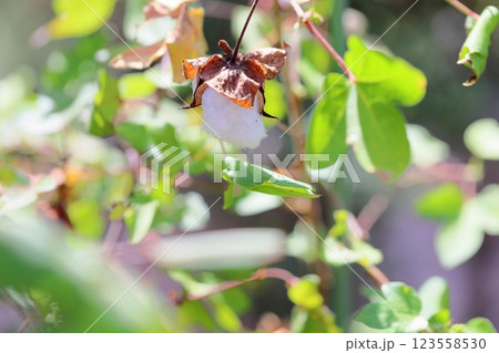 ワタの実 123558530