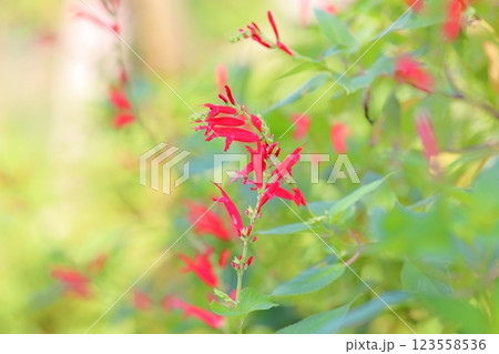 鮮やか　サルビア　エレガンスの花 123558536