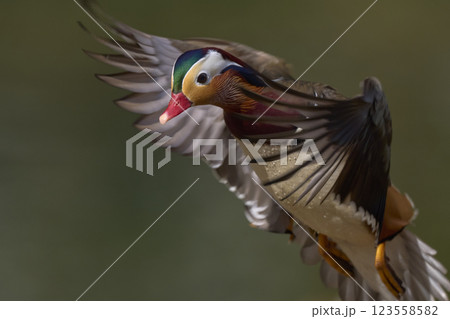 おしどり 123558582