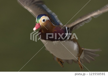 おしどり おしどり 123558591