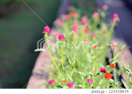 可愛い　センニチコウの花 123558674