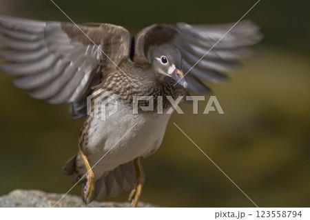 おしどり 123558794